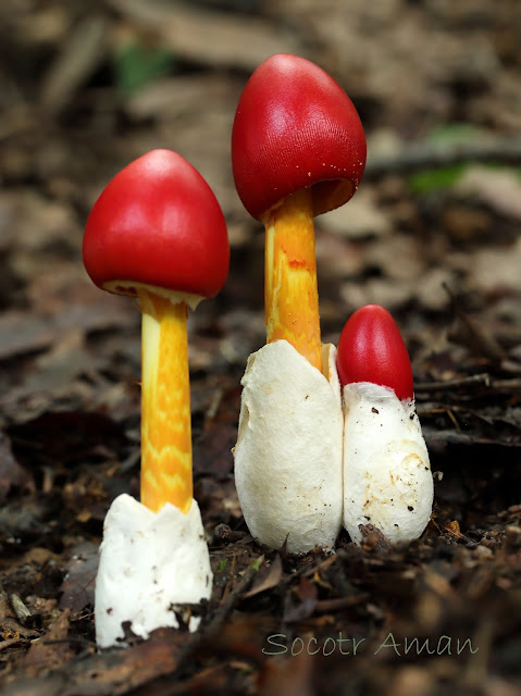 Amanita caesareoides