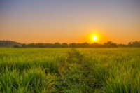 field-sunrise-green-indonesian