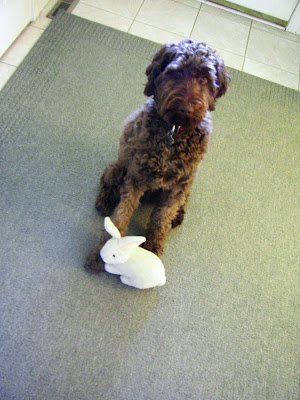 Alfie's sitting with one of Katharine's stuffed animals at his feet, trying not to look too guilty