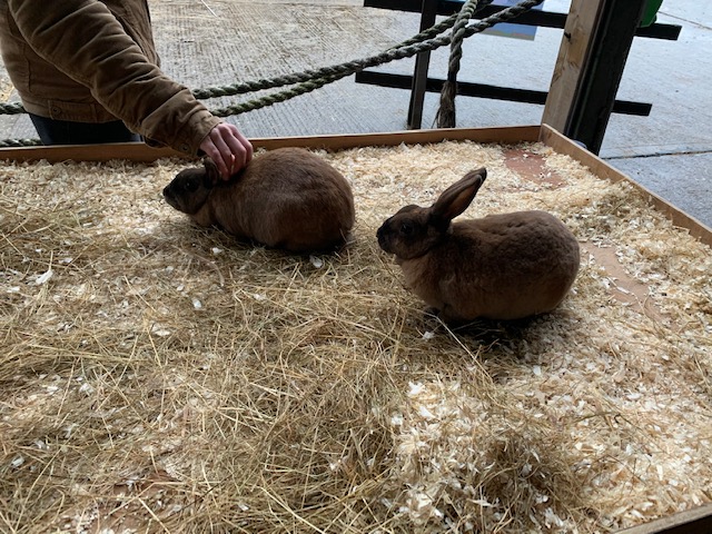 Man petting rabbits at the farm