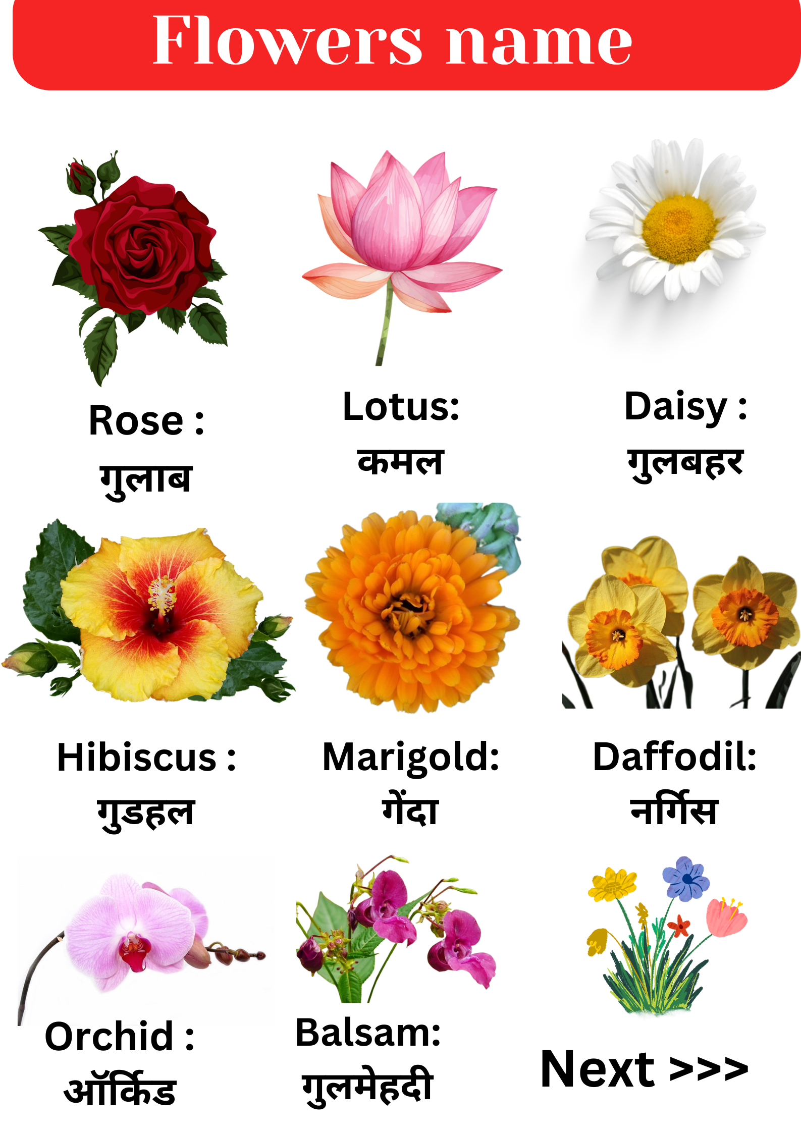 20 Flowers name in Hindi & English : फूलों के नाम हिंदी और अंग्रेजी में