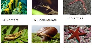 Pengertian dan Klasifikasi Hewan Invertebrata (Avertebrata 