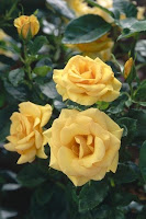 Trandafiri Floribunda