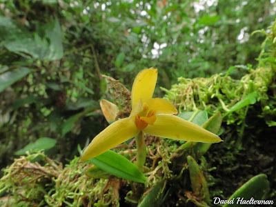 Maxillaria brachybulbon - Short-Bulbed Maxillaria care