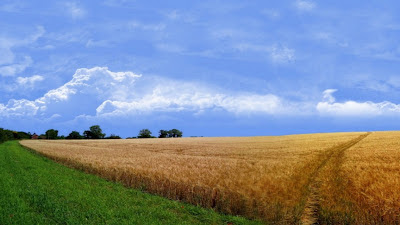 Wheat Field iPhone 5 Nature Wallpapers