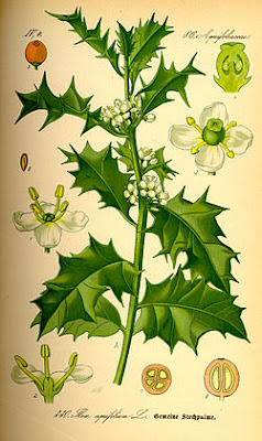 grébol, grébols, Ilex aquifolium, Beseit, ports, puertos, Beceite, acebo 2