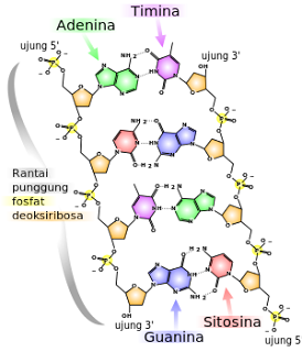 DNA