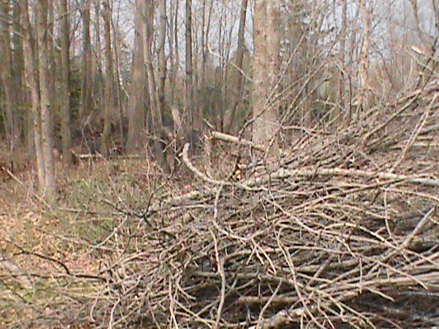 Homestead ...... From Scratch: How NOT to Burn a Brush Pile