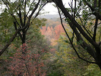 木の間の紅葉