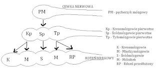 Rdzeń kręgowy