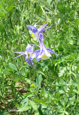 columbine, Aquilegia, Colorado Rockies