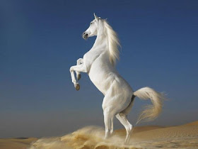 horses wallpapers. white 7 horses wallpaper