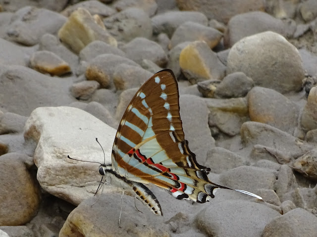 Butterfly (Graphium Antheus)