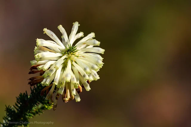 Flower Kirstenbosch National Botanical Garden Cape Town Vernon Chalmers Photography