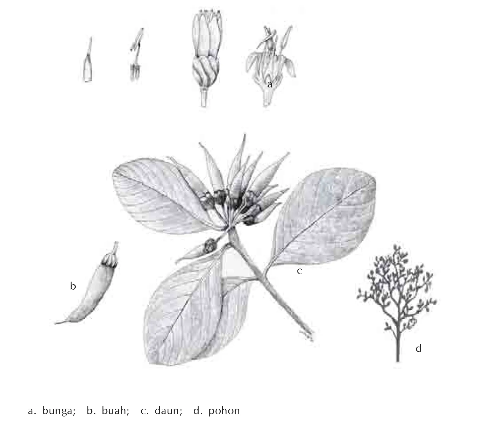 Gambar Daun, Bunga, Buah Aegiceras corniculatum
