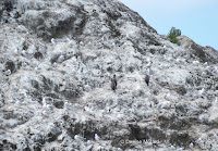 Spotted shags, Red-billed gulls and Black- billed gulls on rock colony, New Zealand - by Denise Motard