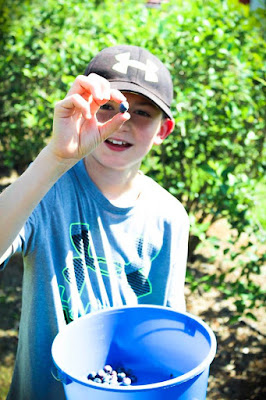 Picking blueberries at Thunderbird Farm in Broken Arrow