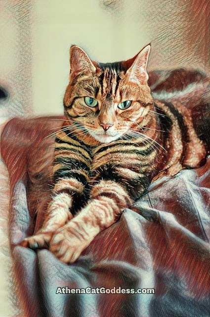 tabby cat on the bed with outstreched paws