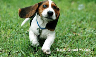 Basset Hound Welfare