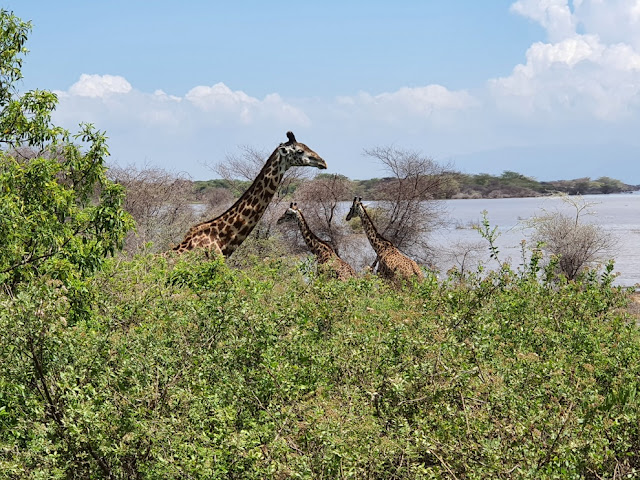 safari tanzania quando ir