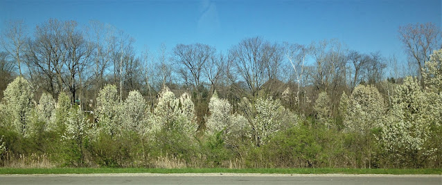 Груша Каллери (Pyrus calleryana) в США на обочине шоссе