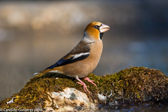 COCCOTRAUSTES COCCOTRAUSTES, FRINGILLIDAE, HIDE MOTILLA PALANCAR, PASSEIFORME, PICOGORDO, 