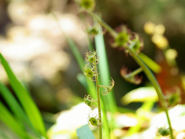 Mitella pauciflora