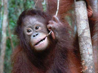 Orang Utan haiwan Malaysia yang hampir pupus