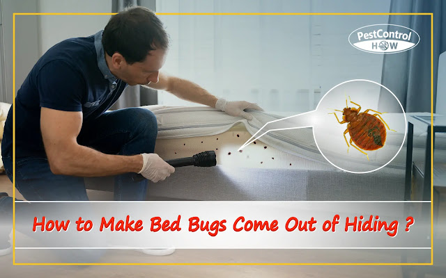 how-to-make-bed-bugs-come-out-of-hiding