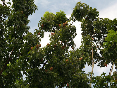 Cloudymonday: Tunjuk Langit - Sky Fruit