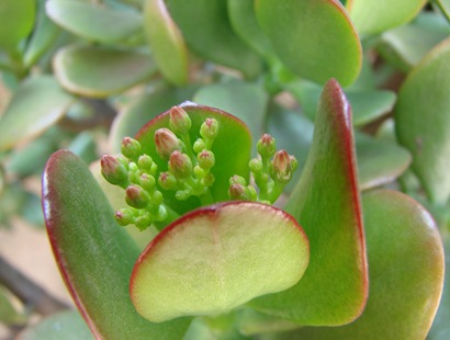 Crassula Ovata