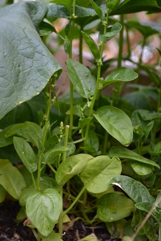 Spinach in July