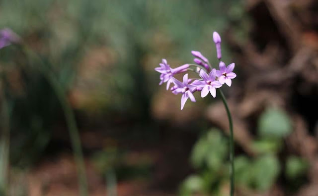 Society Garlic Flowers Pictures