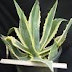 BUNGA AGAVE