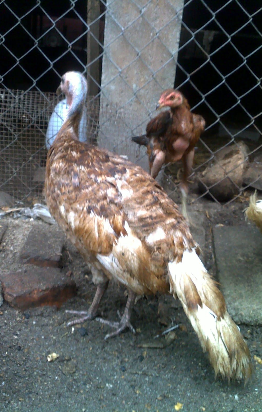  Ayam  Baik Kelantan ayam belanda  RM120 seekor 