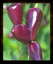 http://marysheirloomseeds.com/heirloom-peppers.html