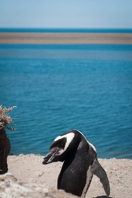 Penguin, Península Valdés, Argentina