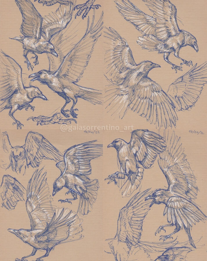 02-Birds-in-flight-sketch-Drawings-Studies-Gaia-Sorrentino-www-designstack-co