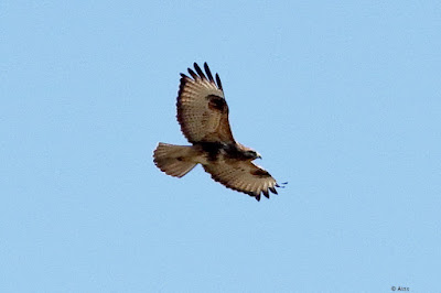 Common Buzzard - winter visitor