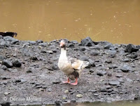 Muscovy Duck – Waimea Valley, Oahu – © Denise Motard