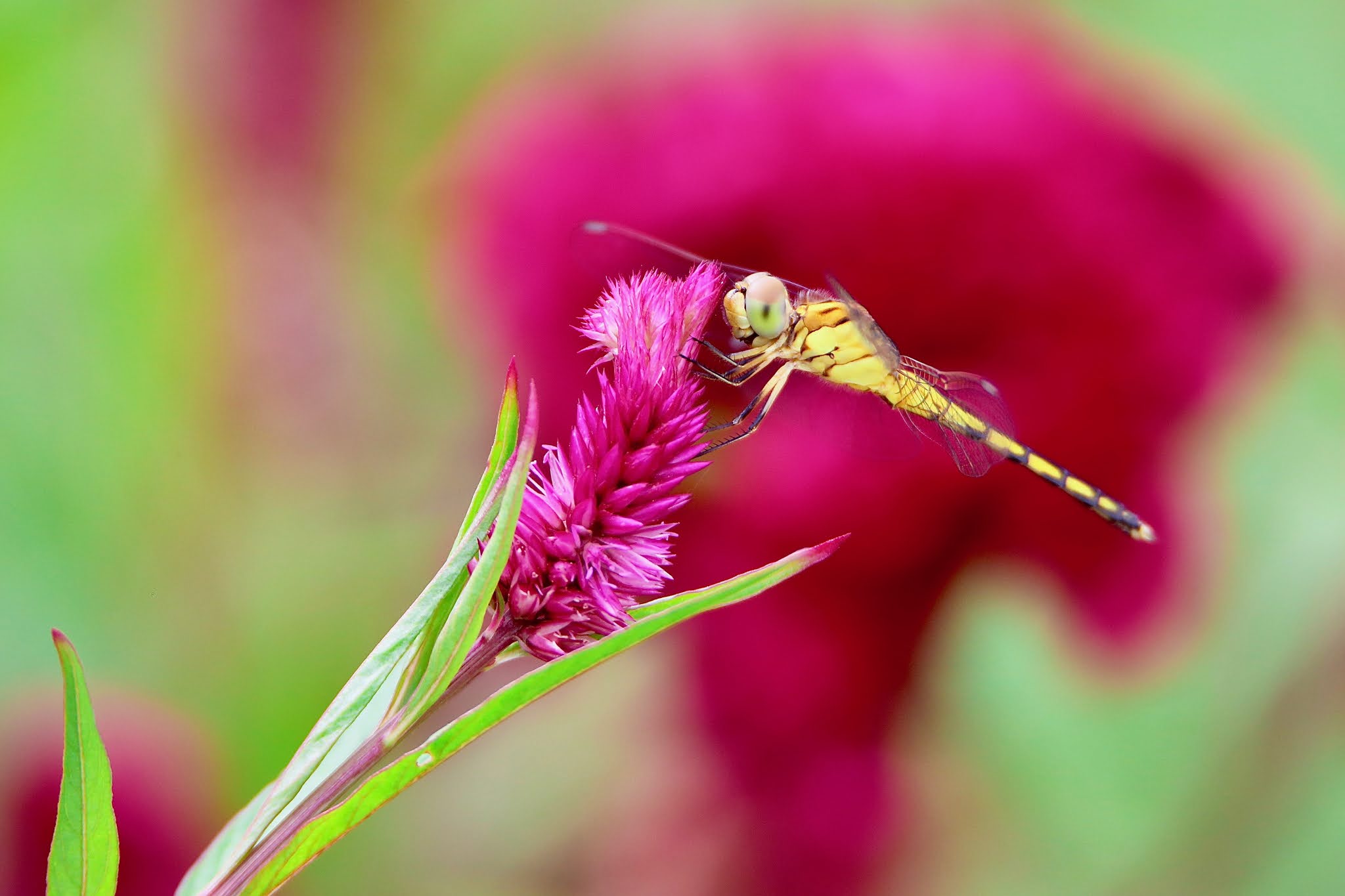 Ground Skimmer Dragonfly high resolution free