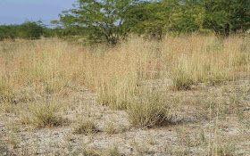 The Banni Grasslands in Kutch, Gujrat