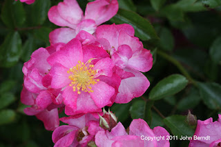 Maplewood Rose Garden - Rose Day Dream