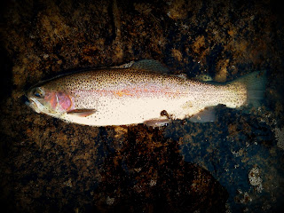 Rainbow Trout