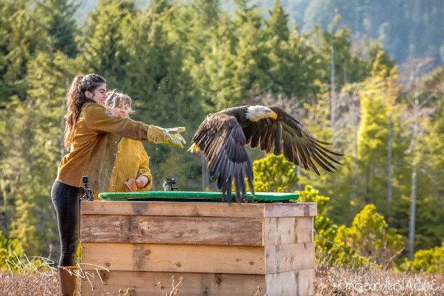 Raptor Rehabilitation Center in Sitka, Alaska