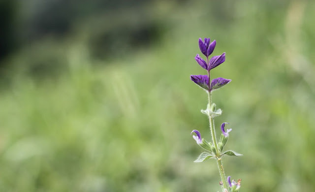 Annual Clary Sage