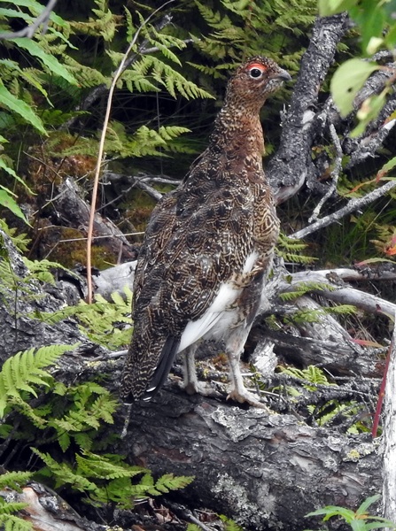 madonnastatuen eggedal stolpejakt rype