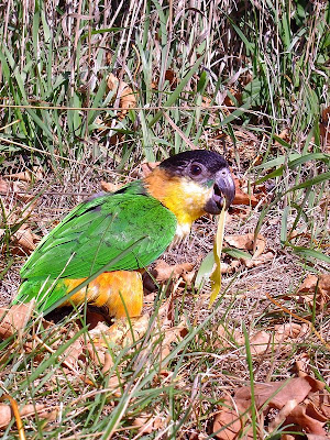 Black headed caique in aviator harness