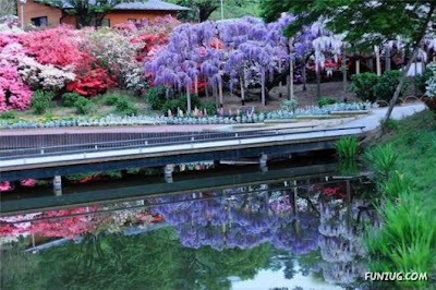 Amazing Flowers in Japan
