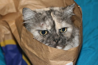 Don't let the cat out of the bag! Seen On www.coolpicturegallery.net